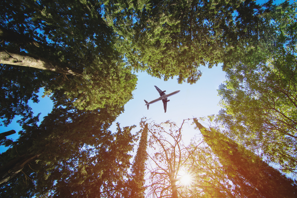 Bottom View Of The Pine Trees Against The Clear Sky