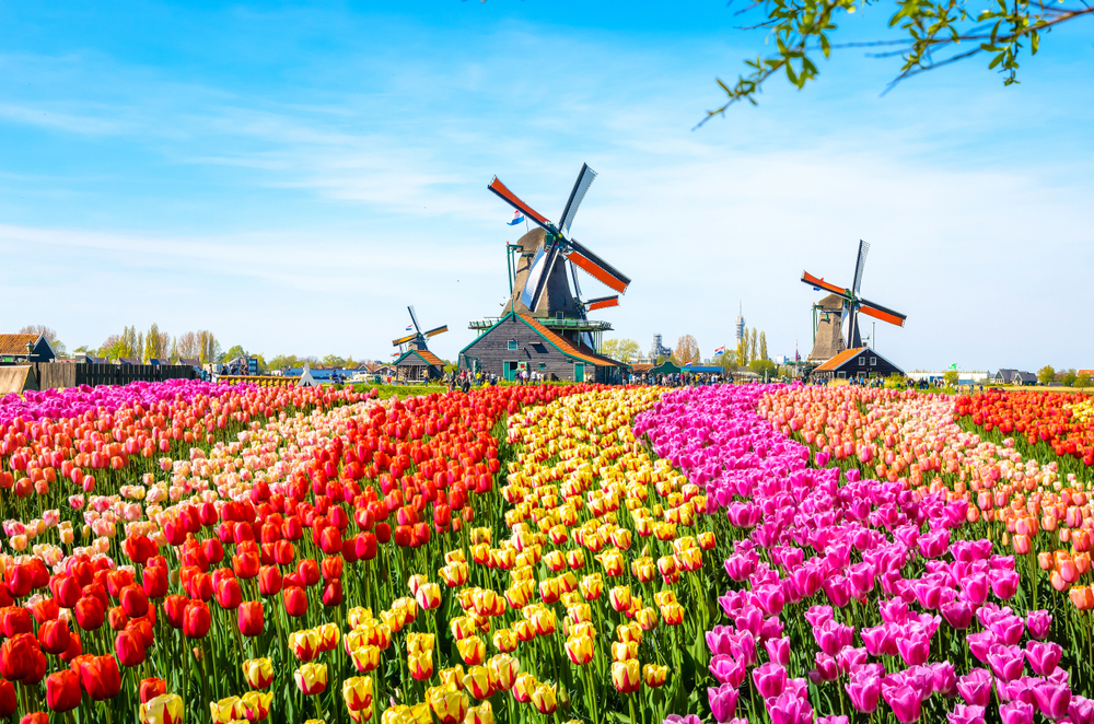 tulip fields in The Netherlands